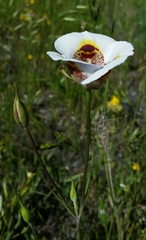 Calochortus superbus