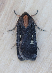 Abagrotis mirabilis