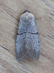 Sympistis greyi
