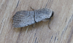Sympistis greyi