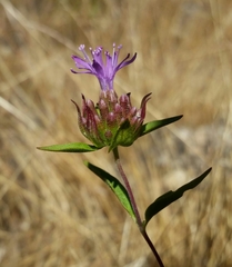 Monardella breweri lanceolata