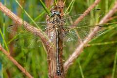 Micromidia convergens