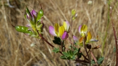 Lupinus stiversii