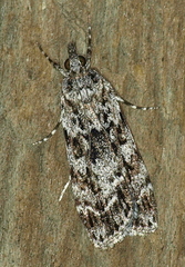 Scoparia syntaracta