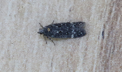 Chionodes sabinianae