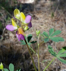 Lupinus stiversii
