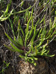 Dudleya multicaulis