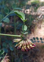 Hosackia crassifolia crassifolia