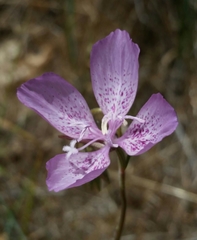 Clarkia dudleyana