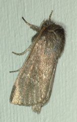 Bathytricha aethalion