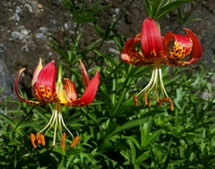 Lilium pardalinum pardalinum