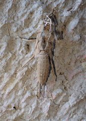 Pteronarcyidae