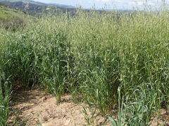 Avena fatua