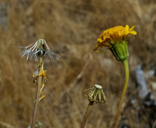 Chaenactis glabriuscula var. megacephala