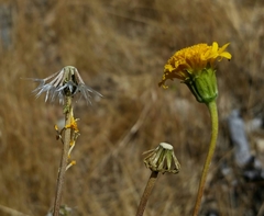 Chaenactis glabriuscula megacephala