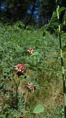 Hosackia crassifolia crassifolia