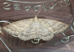 Scopula frigidaria