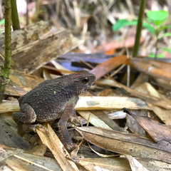 Ingerophrynus parvus