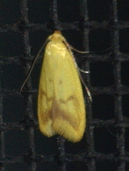 Aeolothapsa malacella