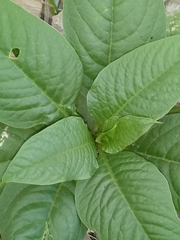Phytolacca icosandra