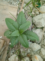 Phytolacca icosandra