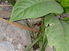 Phytolacca icosandra
