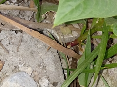 Phytolacca icosandra
