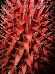 Aechmea magdalenae