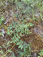 Tephrosia spicata