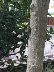 Cryptotympana facialis