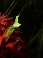 Aechmea magdalenae