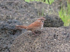 Melospiza melodia rufina