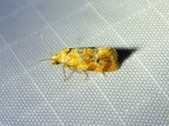 Cochylis bucera