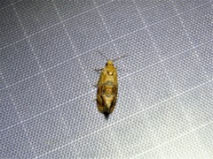 Cochylis bucera