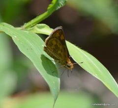 Taractrocera ceramas
