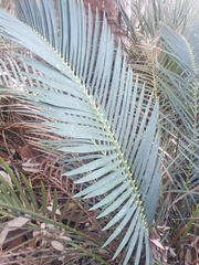 Macrozamia communis