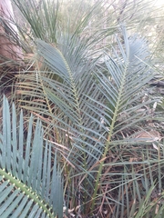 Macrozamia communis
