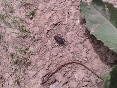 Melanogryllus desertus