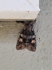 Lithophane dilatocula