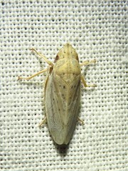 Prairiana