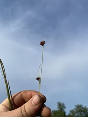 Rhynchospora gracilenta