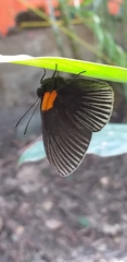Hades noctula
