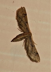 Lepidoptera
