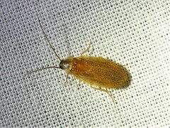 Compsodes schwarzi