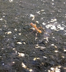 Myrmaplata plataleoides