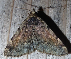 Idia majoralis