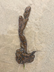 Styelidae