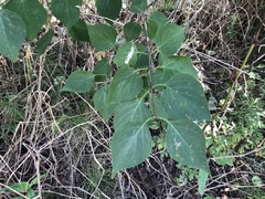 Clerodendrum trichotomum
