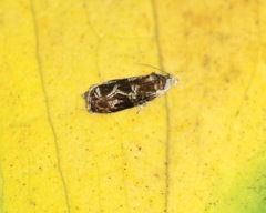 Zomaria interruptolineana