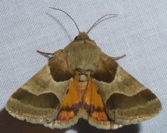 Schinia jaguarina